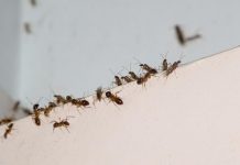 Hormigas sacan de servicio a un avión de United