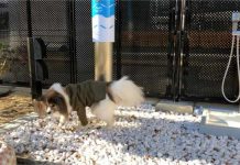 Aeropuerto de Osaka introduce baño para perros, el primero de su tipo en Japón