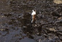 Un derrame de Repsol en Perú causa “el peor desastre ecológico ocurrido en Lima”
