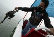 Derrame de petróleo en Perú: una negligencia que se cobró la fauna y seguirá afectando vidas