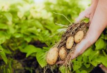 El Indecopi aprueba lineamientos para fortalecer la protección de los derechos a quienes logren nuevas variedades vegetales