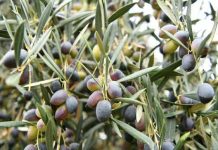 El Indecopi y los productores de aceitunas en Tacna buscan fortalecer la denominación de origen con un Consejo Regulador