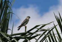 Promueve OACI protección de fauna y seguridad en la aviación