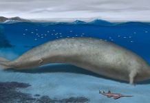 Fósil del animal más pesado de la Tierra fue descubierto en el Perú