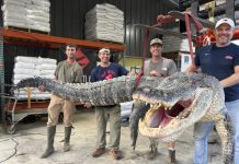 Un descubrimiento épico: Capturan el caimán más largo en la historia de Mississippi