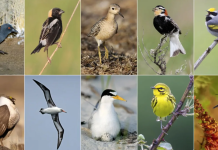 Descubre cómo ayudar a salvar a estas aves de la extinción