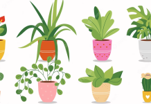 Cinco Plantas para Decorar tu Hogar con Estilo y Económicas