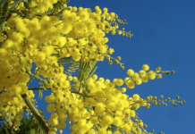 Sudamérica, en la Sombra de los Peligrosos Impactos de las Plantas Invasoras