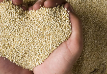 «La Quinua: Un Pilar Fundamental para la Seguridad Alimentaria Mundial»