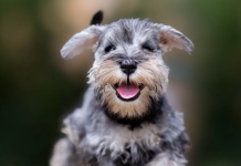Los Schnauzer, Una raza canina fascinante