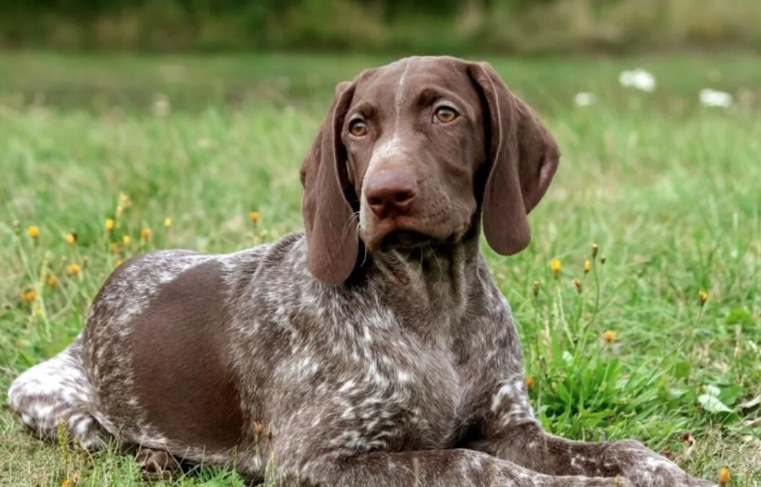 cómo capturan los perros de caza a sus presas