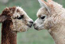 Confecciones de Alpaca: Categorías que Experimentan Crecimiento y Retroceso en Envíos al Exterior