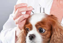 «Más Mascotas se Benefician con la Acupuntura: Una Terapia en Auge para la Salud Animal»