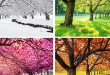 Descubre las 4 estaciones de Canadá