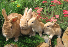 «¡Al Agua Pato! Y al Agua Perro, Gato, ¿Conejo?»