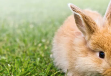 «Dieta Saludable para Conejos: Descubre los Alimentos Ideales para tus Peludos Amigos»