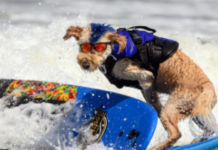 «Éxito en las Olas: Un Vistazo al Mundial de Surf para Perros»