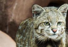«Descubre la Diversidad Oculta: 10 Animales que Habitan en Perú»