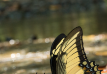 «Colombia Brilla en la Biodiversidad: El País con Más Mariposas del Mundo»