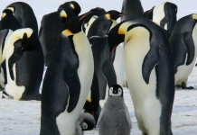 «Antártida: Cinco Hechos Destacados Sobre la Fauna del Continente Blanco»