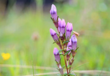 «Naturaleza en tu Ayuda: Ocho Plantas Medicinales para Depurar el Organismo»