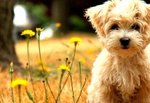 Mascotas: En Qué Gastamos los Peruanos y Cómo ha Cambiado este Mercado