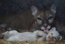 Nace un puma albino en el zoológico de Nicaragua