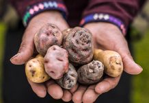 La papa peruana: 5 razones por la que es única en el mundo