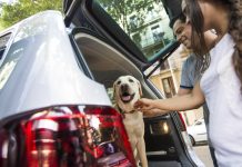 Consejos para viajar de forma segura con tu mascota