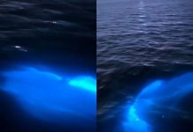 Captan en video a un delfín ‘bioluminiscente’ en el mar de Florida