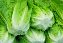 «Aumento drástico en el precio de las lechugas: En Agosto hemos pagado casi siete veces su valor en el campo»