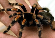 Nicaragua exporta tarántulas exóticas como mascotas: Un mercado emergente y controvertido