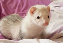 Antes de adoptar un hurón, conoce estas nueve cosas esenciales