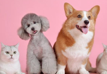 10 Razones por las que es bueno estar cerca de los animales