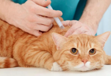 Vacunación de mascotas: La clave para mantener a tu perro o gato saludable