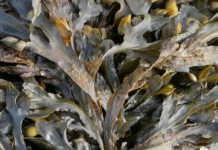 ¿Las algas un nuevo superalimento? Los europeos ya las consumían hace miles de años