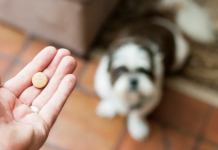 ¿Cómo hacer para que mi perro se tome la pastilla y no la escupa? Con estos trucos es posible