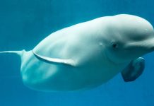 Las Belugas, extraordinarios animales