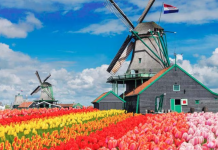 «Viaje a la Belleza Natural: Descubre los Campos de Flores Más Hermosos del Mundo»