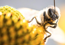 «Descubrimiento Asombroso: las Flores Crean un ‘Halo Azul’ para Atraer a las Abejas»