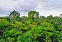 El Perú se adhiere como miembro pleno de la “Asociación de Líderes para los Bosques y el Clima”