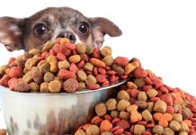 ¿Qué comida para animales comprar?