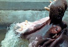 Hipopótamo detrás de la desaparición de 23 personas en Malawi