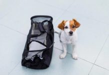 Crean una campaña para poder viajar con mascotas en la cabina