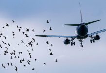 Cuenta el AICM con 9 aves de caza para control aviar