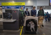 Aeropuerto de Santiago y SAG reportan 14 mil viajes con mascotas en el último año y refuerzan información de requisitos