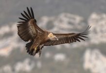 AESA organiza una jornada sobre el impacto de los buitres en la seguridad de la aviación general