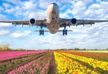 Representa transporte de flores 3,700 mdd en 2024: IATA