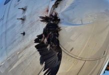 El alarmante aumento de buitres amenaza la aviación en España