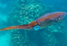 🦑 “Señores del abismo: los calamares más impresionantes del planeta y sus habilidades ocultas”